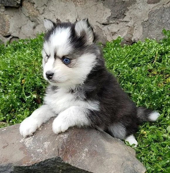 pomsky puppies