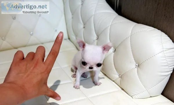 chihuahua puppies