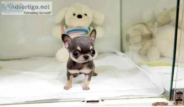 chihuahua puppies
