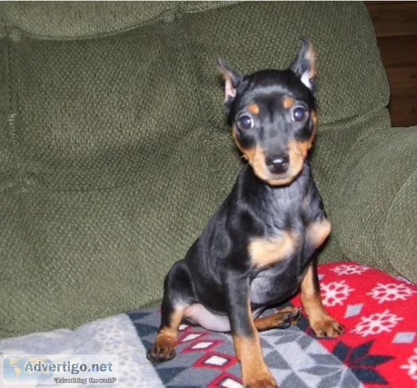 miniature pinscher puppies