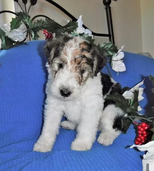 fox terrier puppies