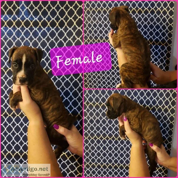 Akc Boxer Puppies