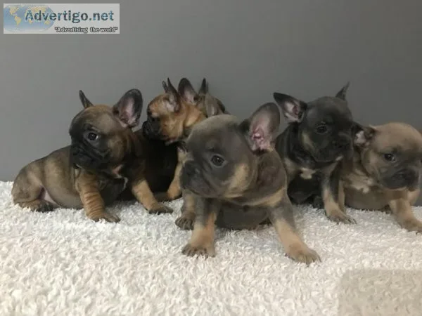 Beautiful French Bulldog Puppies