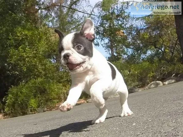 Boston Terrier Puppy
