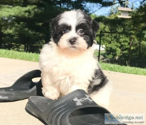 Havanese Puppies