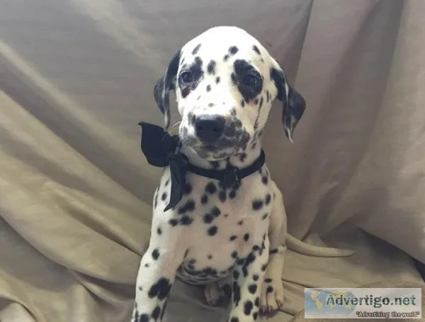 Dalmatian Puppies