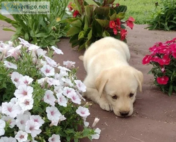 Labrador Retriever