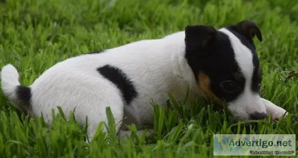 Jack Russell Terrier puppies