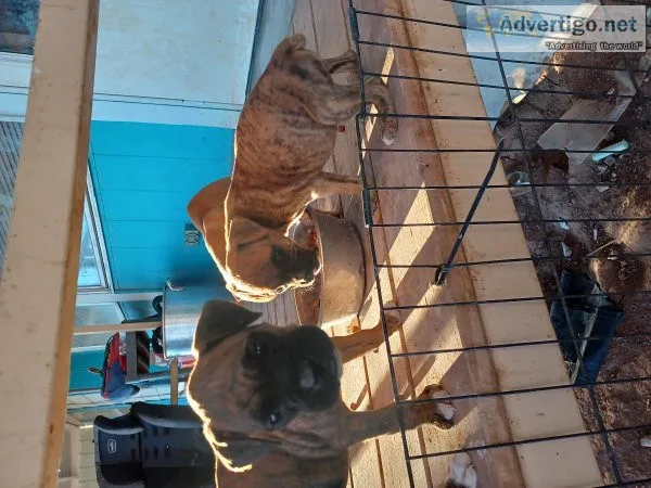 Boxer puppies