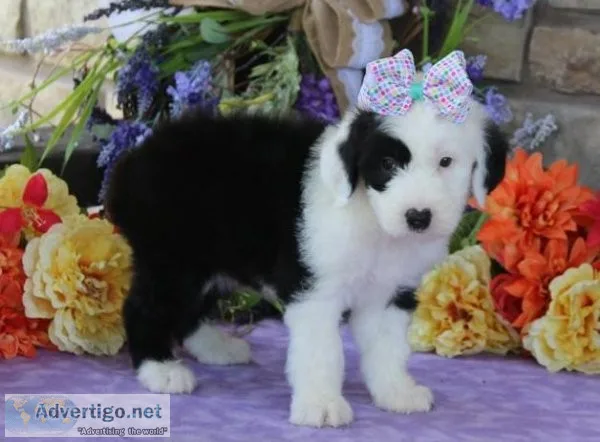 olde english sheepdog
