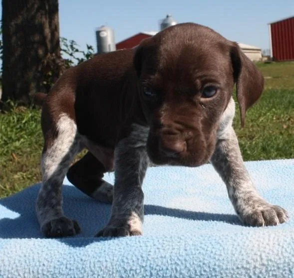 german shorthaired pointer