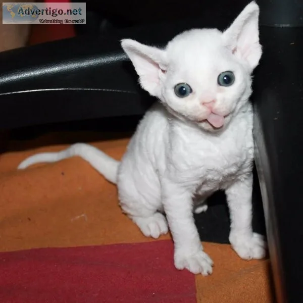 Devon rex