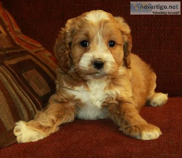 Cockapoo puppies