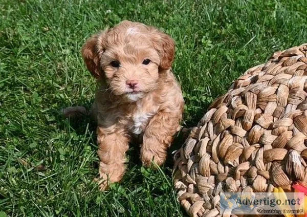 Cavapoo puppies