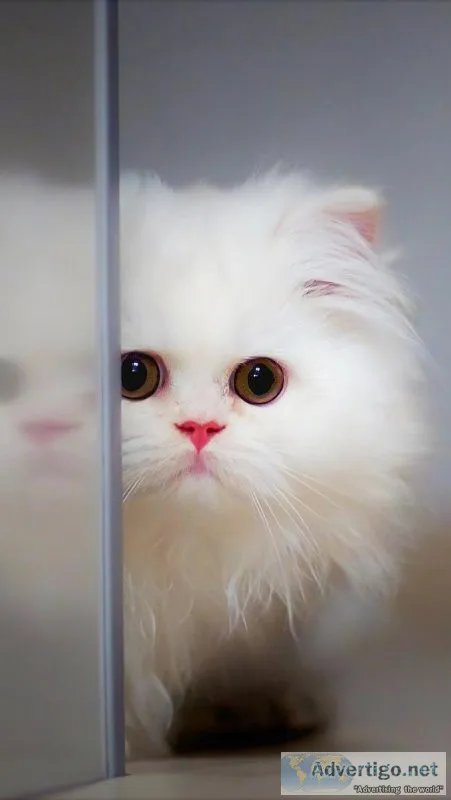 Persian Cat Price in Agra