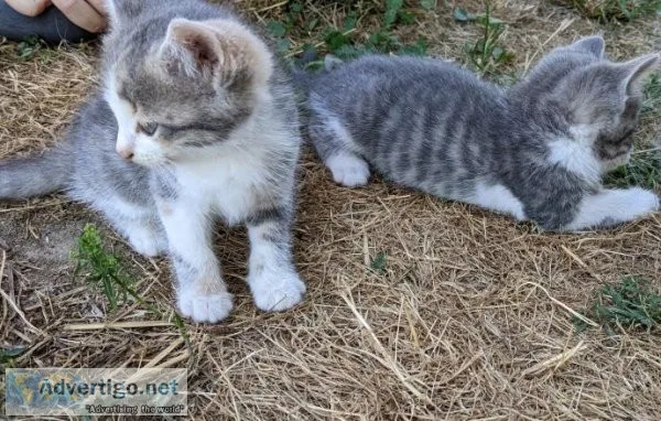 American shorthair Kittens