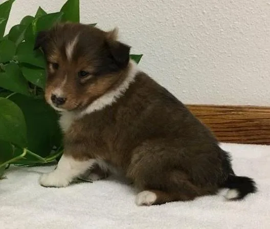 Shetland sheepdog