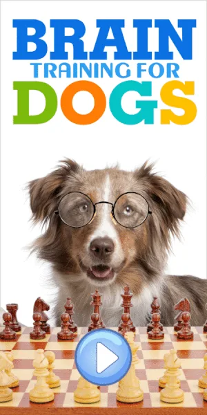 5 Quick Tips to a Smarter Dog