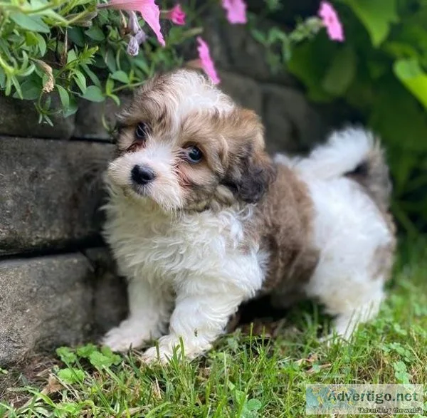 shichon puppies puppies