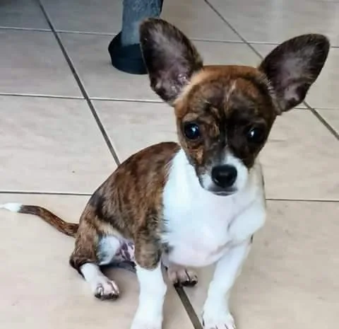Beautiful Chihuahua