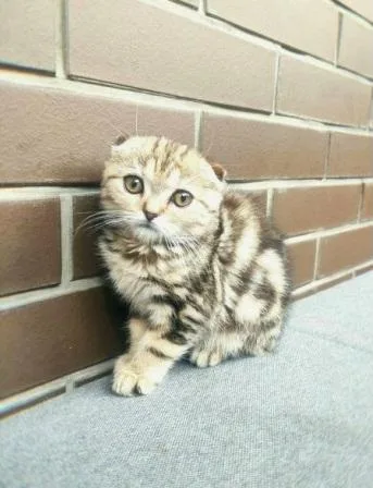 Scottish fold kittens