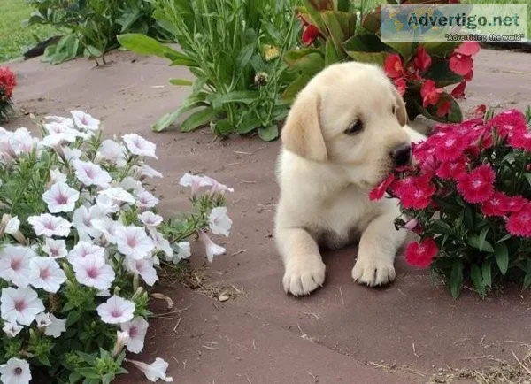 labrador retriever puppies