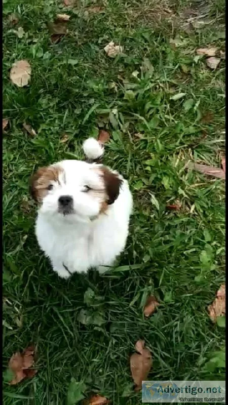 Lhasa apso pups