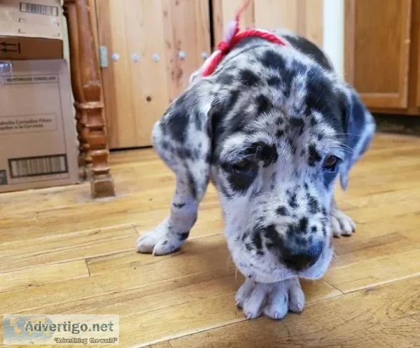 Great dane puppies