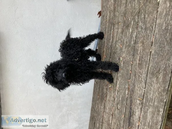 All black GoldenDoodle pup