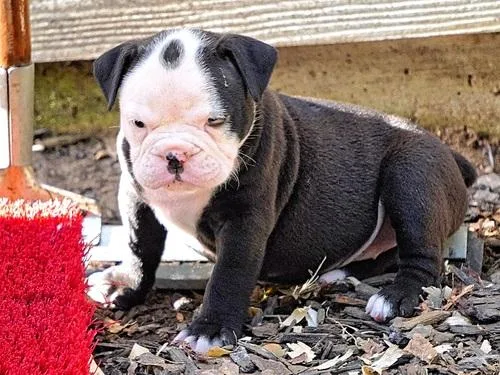 old english bulldog puppies