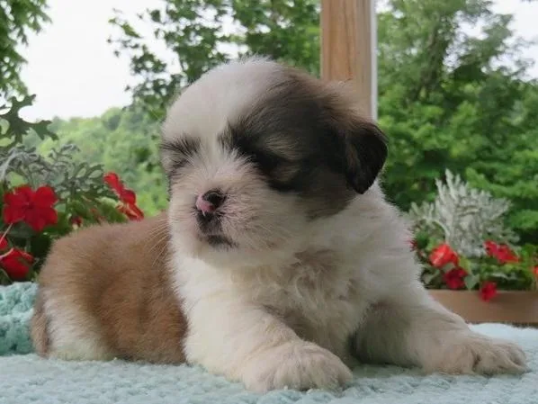 lhasa apso puppies