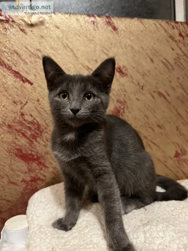 Russian blue mix kitty