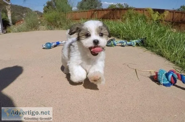 mal shi puppies
