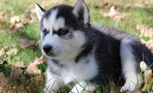 siberian husky puppies