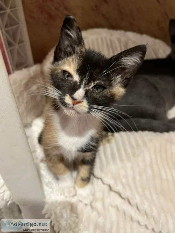 Gorgeous kittens