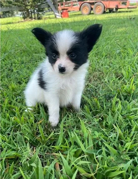 papillon