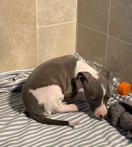 italian greyhound puppies
