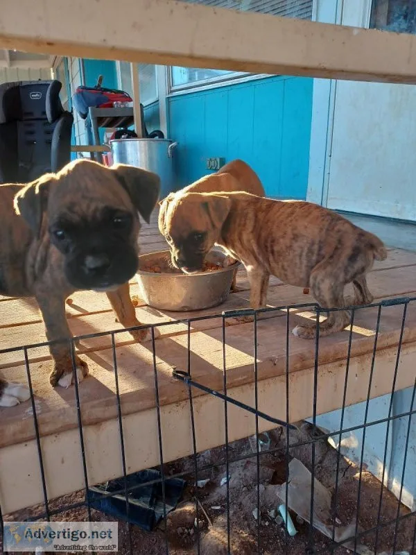 Boxer puppies