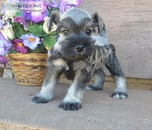 miniature schnauzer puppies