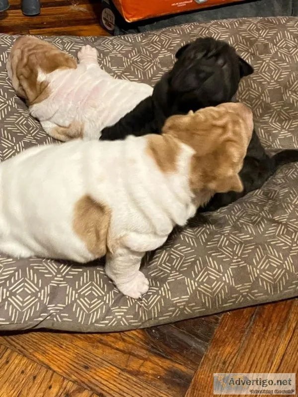 Shar pei