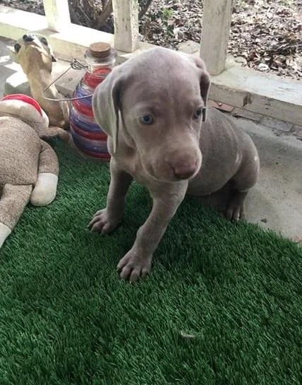 weimaraner puppies