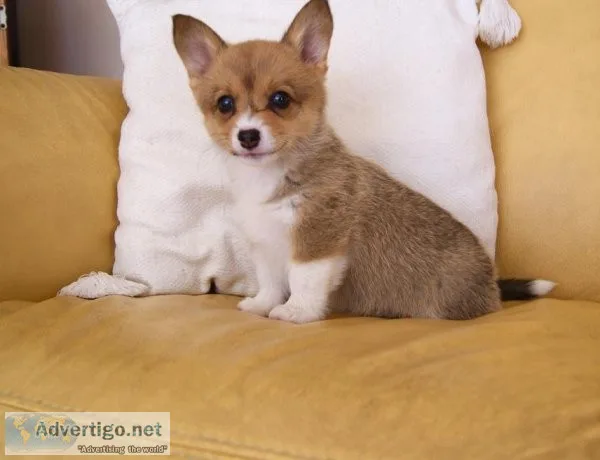 pembroke welsh corgi puppies