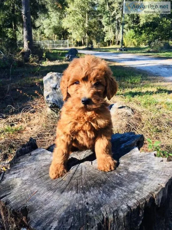 Goldendoodle puppies