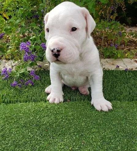 Dogo argentino Puppies