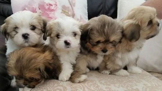 Registered Lhasa Apso