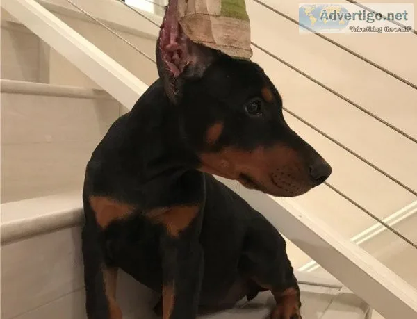 Doberman pinscher Puppies
