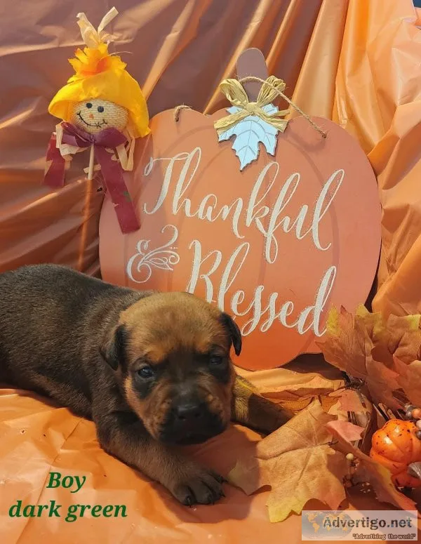 Adorable Pitweiler Puppies