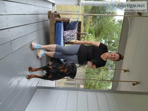 AKC Rottweiler Puppies