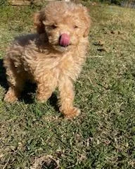 Mini Goldendoodle puppies