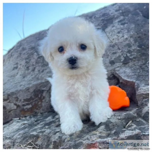 Bichon Frise puppies available